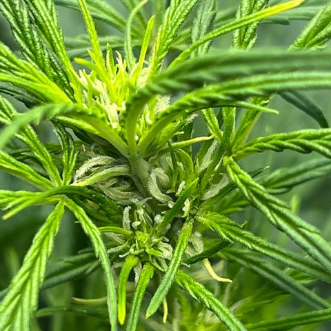 Original Auto Jack Herer growlog timeline photo