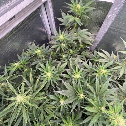 Arctic Sunset growlog timeline photo