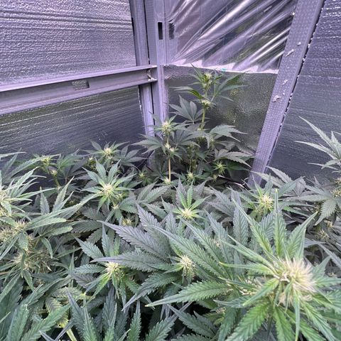 Arctic Sunset growlog timeline photo