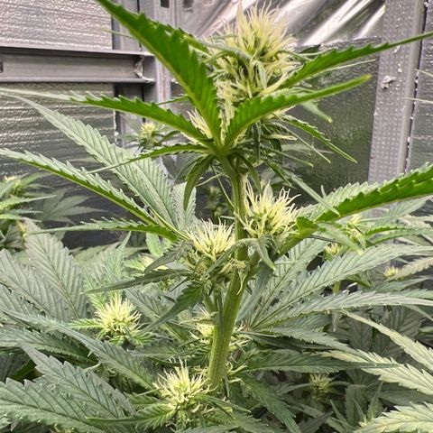 Arctic Sunset growlog timeline photo