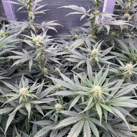 Mimosa Cake Auto growlog timeline photo