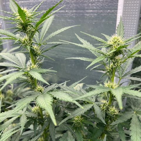 Mimosa Cake Auto growlog timeline photo