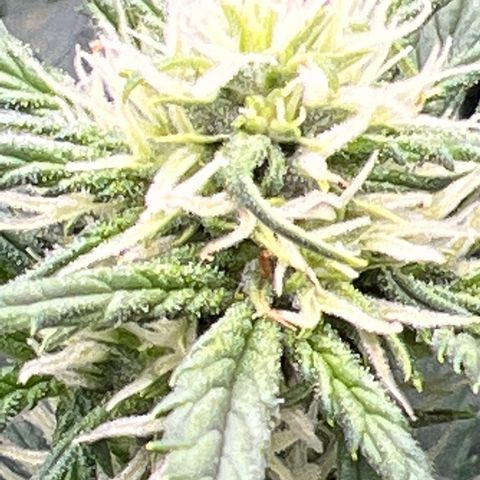 Mimosa Cake Auto growlog timeline photo