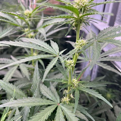 Wedding Glue Auto growlog timeline photo