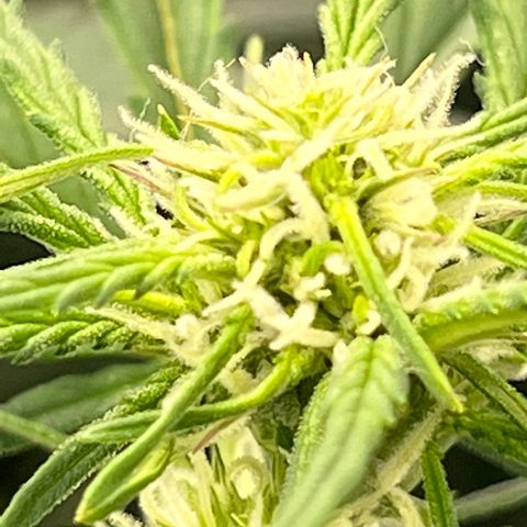 Wedding Glue Auto growlog timeline photo