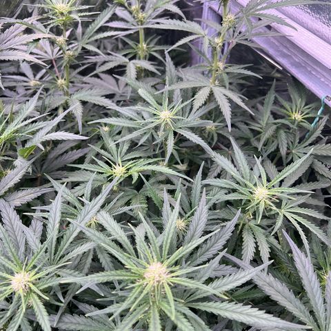 Wedding Glue Auto growlog timeline photo