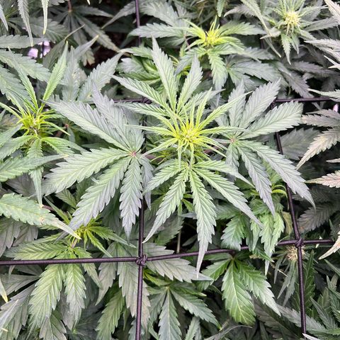 Hawaii Maui Waui Automatic growlog timeline photo