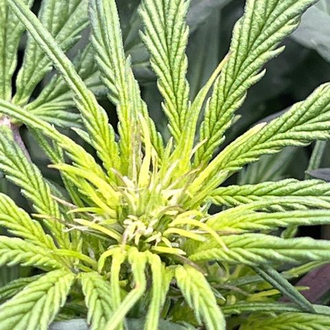 Hawaii Maui Waui Automatic growlog timeline photo