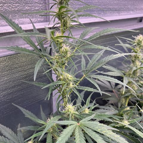 Blueberry Kush Automatic growlog timeline photo