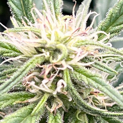 Blueberry Kush Automatic growlog timeline photo