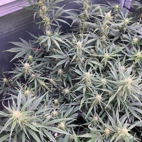 Blueberry Kush Automatic growlog timeline photo