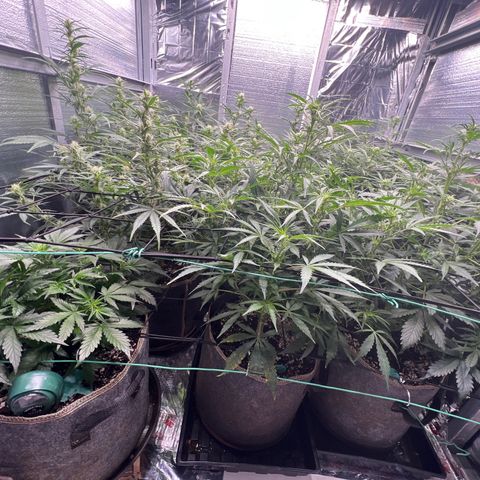 The volunteer (Maui Waui) growlog timeline photo