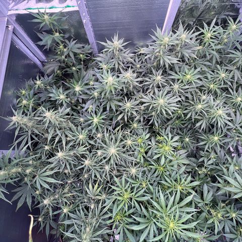 The volunteer (Maui Waui) growlog timeline photo
