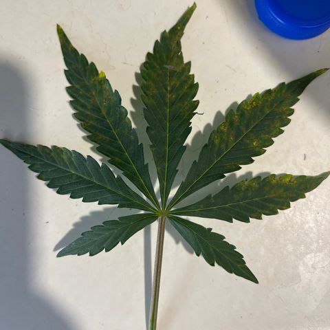 Original Auto Jack Herer growlog photo: Need to investigate 