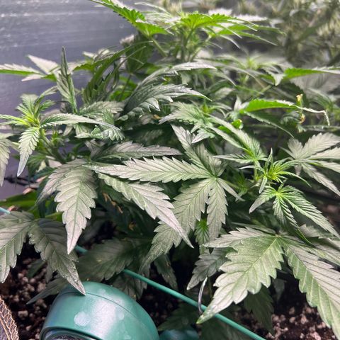 The volunteer (Maui Waui) growlog timeline photo