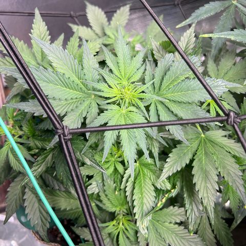 The volunteer (Maui Waui) growlog timeline photo