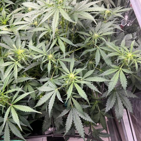 Maui waui 2 growlog timeline photo