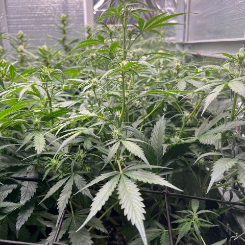 Maui waui 2 growlog timeline photo