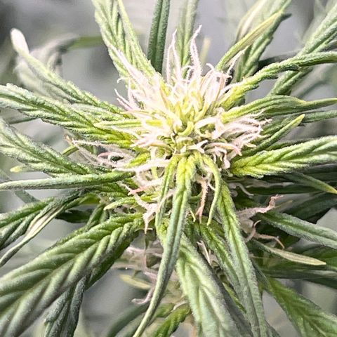 Maui waui 2 growlog timeline photo