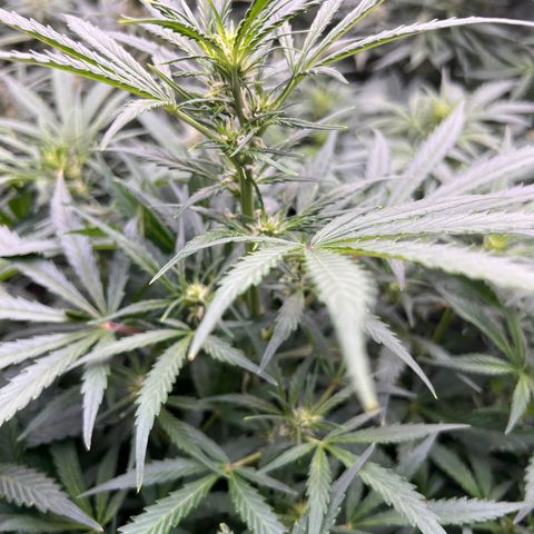 Original Auto Jack Herer growlog timeline photo