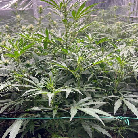 Original Auto Jack Herer growlog timeline photo