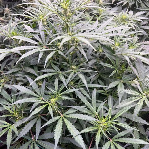 Original Auto Jack Herer growlog timeline photo