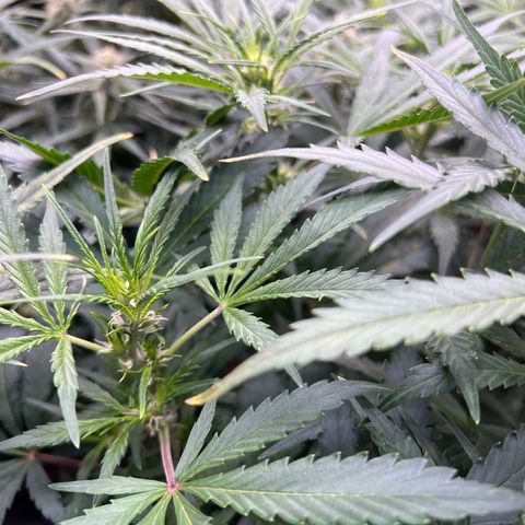Original Auto Jack Herer growlog timeline photo