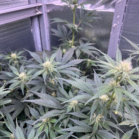 Arctic Sunset growlog timeline photo