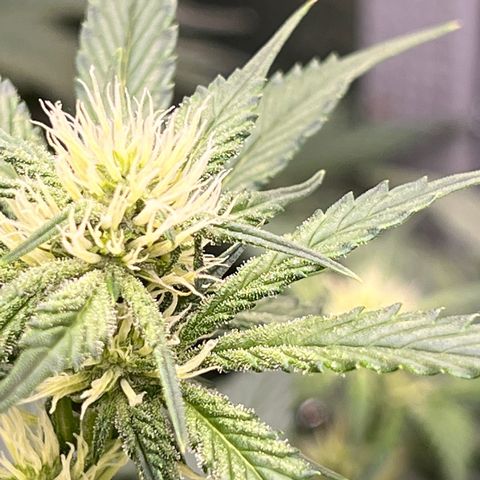 Arctic Sunset growlog timeline photo