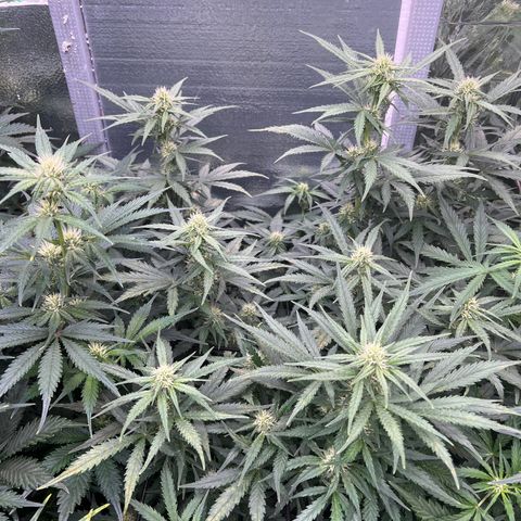 Mimosa Cake Auto growlog timeline photo