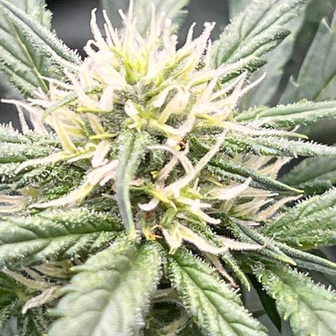 Mimosa Cake Auto growlog timeline photo