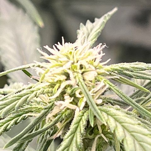 Wedding Glue Auto growlog timeline photo