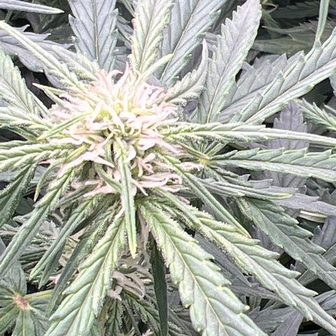 Wedding Glue Auto growlog timeline photo