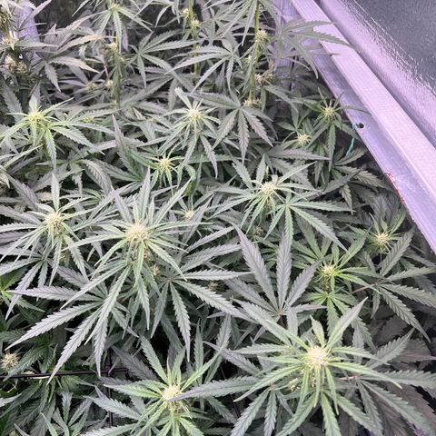 Wedding Glue Auto growlog timeline photo