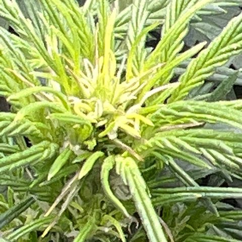 Hawaii Maui Waui Automatic growlog timeline photo