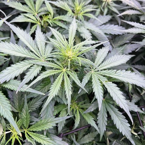 Hawaii Maui Waui Automatic growlog timeline photo