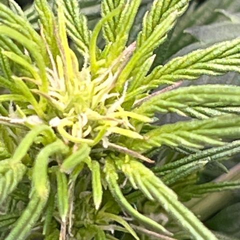 Hawaii Maui Waui Automatic growlog timeline photo