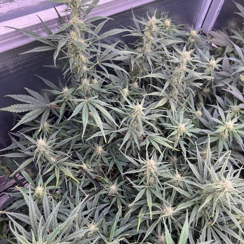 Blueberry Kush Automatic growlog timeline photo