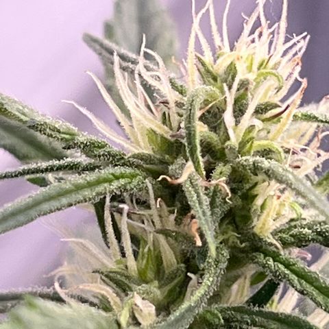 Blueberry Kush Automatic growlog timeline photo
