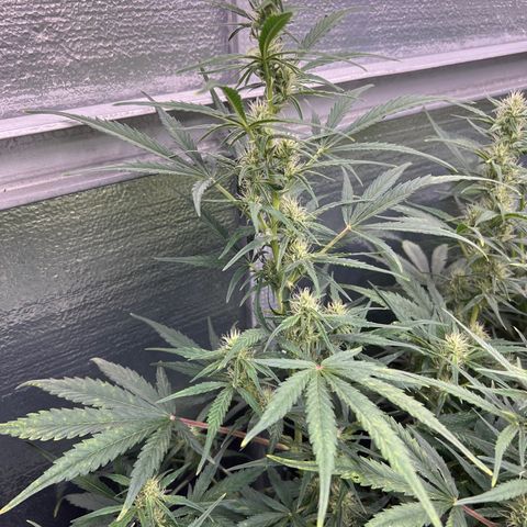 Blueberry Kush Automatic growlog timeline photo