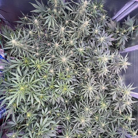 Blueberry Kush Automatic growlog timeline photo