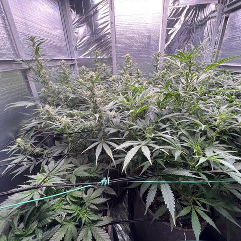 Blueberry Kush Automatic growlog timeline photo