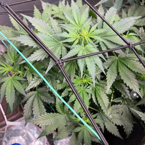 The volunteer (Maui Waui) growlog timeline photo