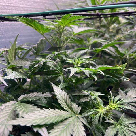 The volunteer (Maui Waui) growlog timeline photo