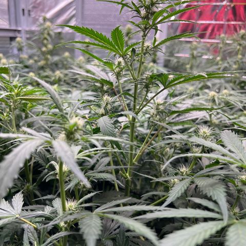 Maui waui 2 growlog timeline photo