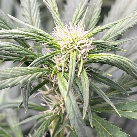 Maui waui 2 growlog timeline photo