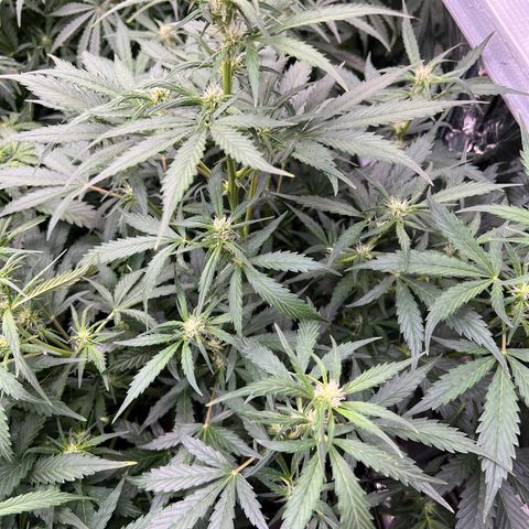 Maui waui 2 growlog timeline photo