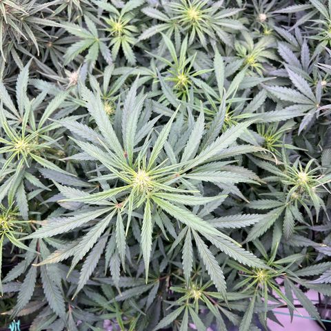 Original Auto Jack Herer growlog timeline photo