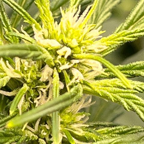 Original Auto Jack Herer growlog timeline photo