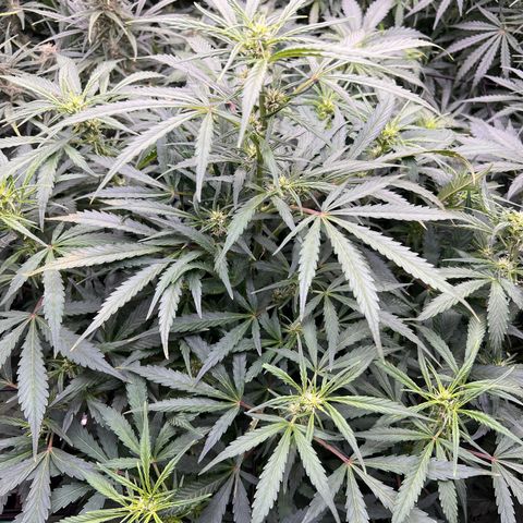 Original Auto Jack Herer growlog timeline photo